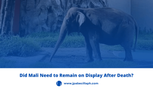 Mali the elephant
