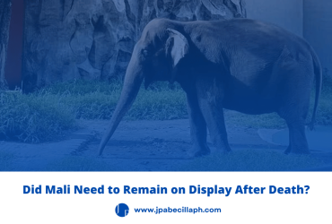 Mali the elephant