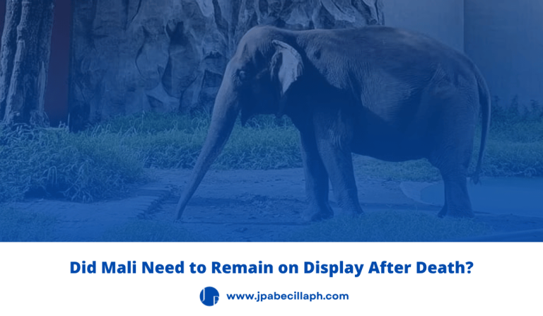 Mali the elephant